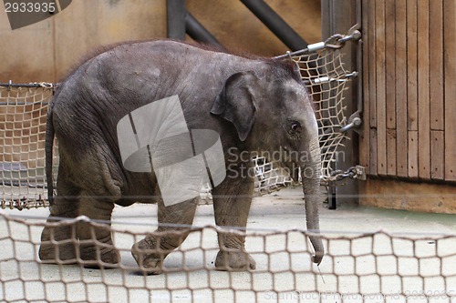 Image of small elephant 