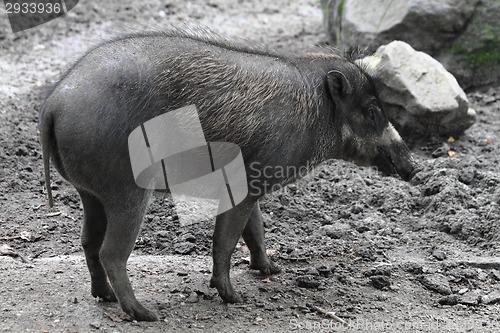 Image of small wild pig 