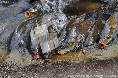 Image of hungry carp fishes 