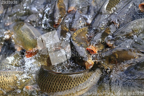 Image of hungry carp fishes 