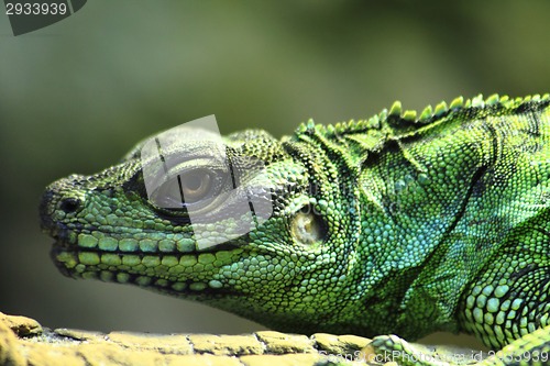 Image of green lizard (dragon) 