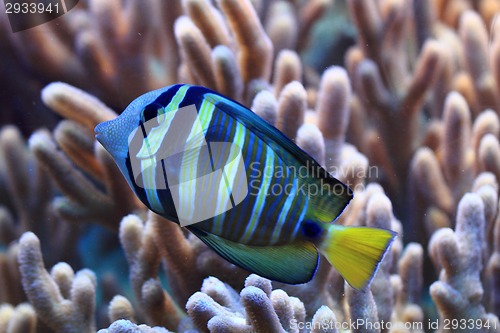 Image of blue and yellow exotic fish 