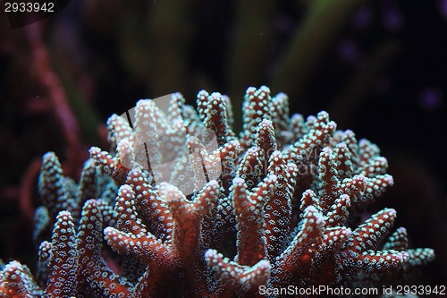 Image of coral background 