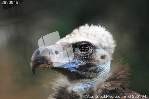 Image of vulture bird head 