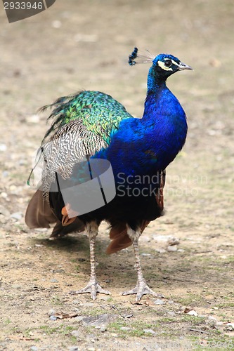 Image of peacock 