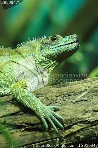 Image of green lizard (dragon) 