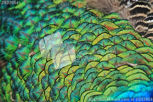 Image of peacock feather texture 