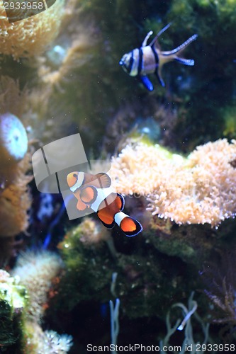 Image of nemo fish (clown fish)