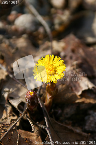 Image of Coltsfoot