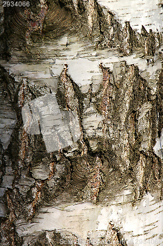 Image of Birch bark