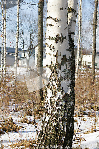 Image of Birch