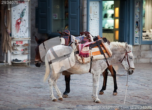 Image of Donkeys on Hydra in Greece