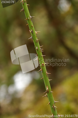 Image of Thorns