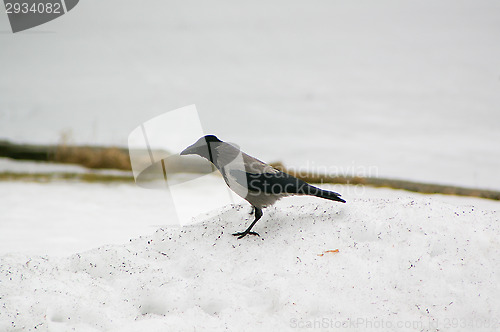 Image of Corvus corone cornix