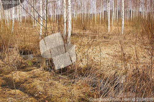 Image of Forest