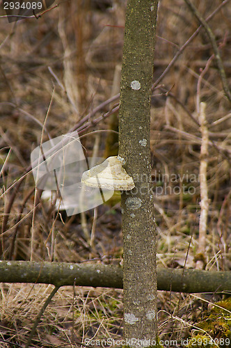 Image of Polypore