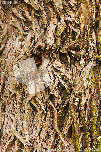 Image of Bark