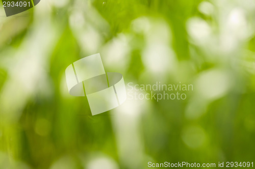 Image of Summer
