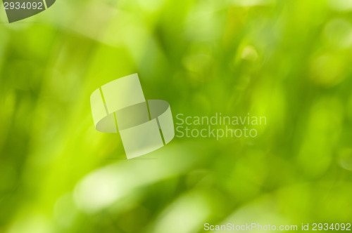 Image of Summer