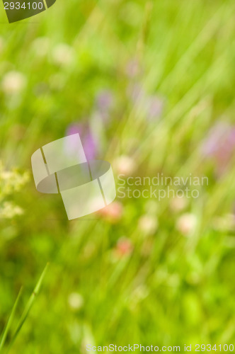 Image of Summer
