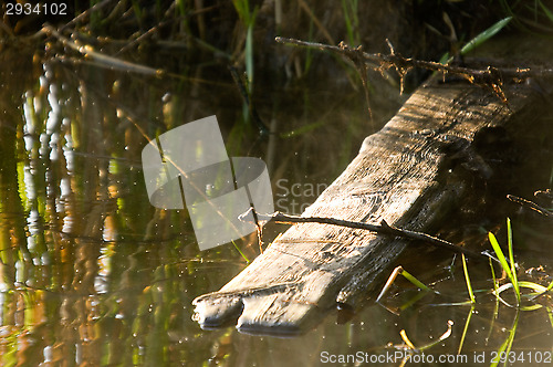 Image of Board in the river