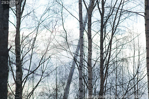Image of Forest