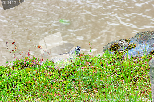 Image of White wagtail