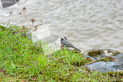 Image of White wagtail