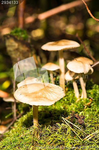Image of Mushrooms