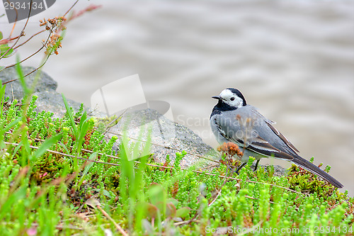 Image of Motacilla alba