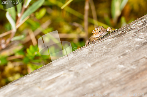 Image of Lizard