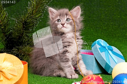 Image of Cute kitten