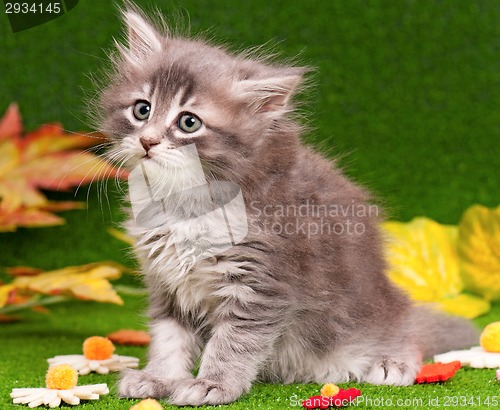 Image of Cute gray kitten