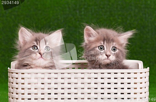 Image of Cute gray kittens