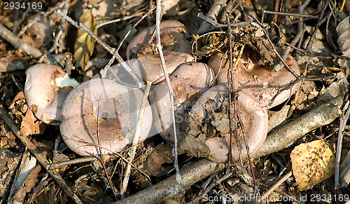 Image of Mushrooms