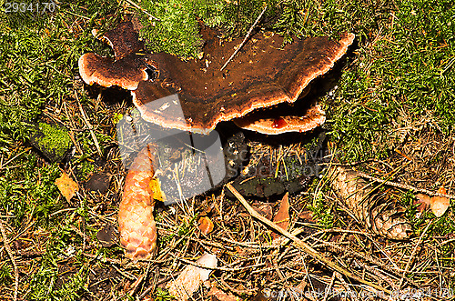 Image of Polypore