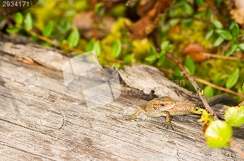 Image of Lizard