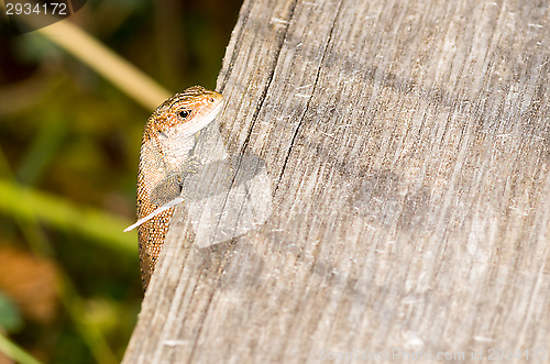 Image of Lizard