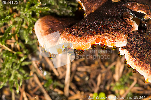 Image of Polypore