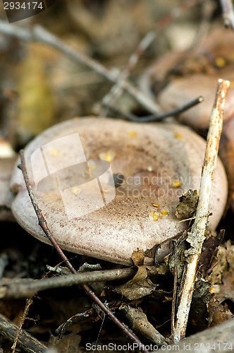 Image of Mushrooms