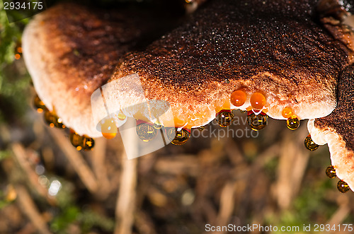 Image of Polypore