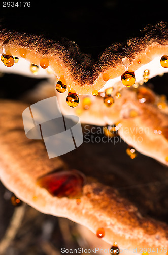 Image of Polypore