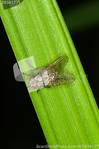 Image of Fly