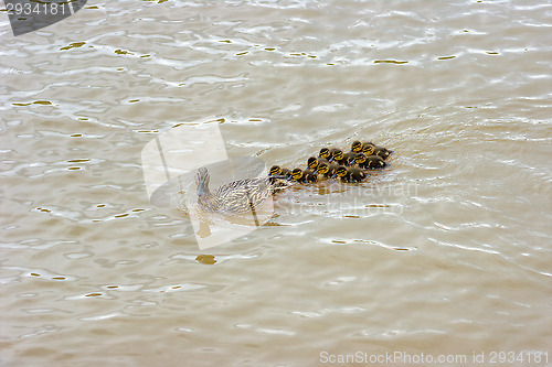 Image of Ducks