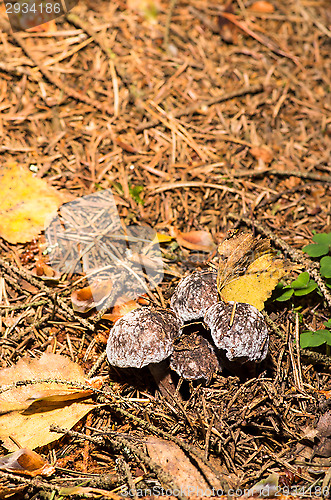 Image of Mushrooms