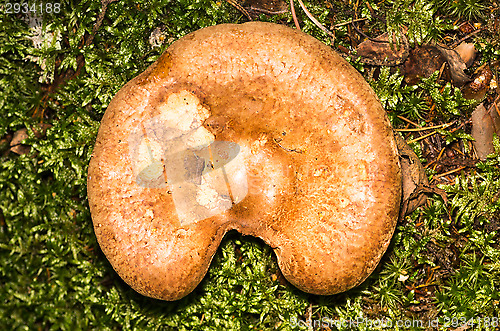 Image of Mushroom