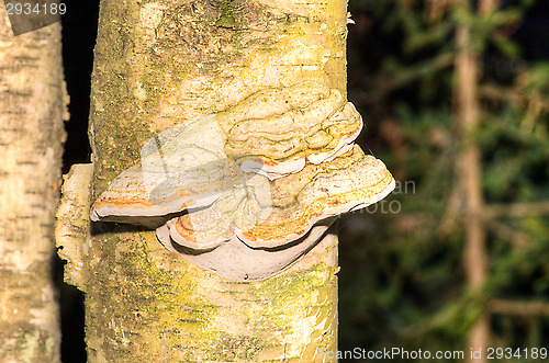 Image of Polypore