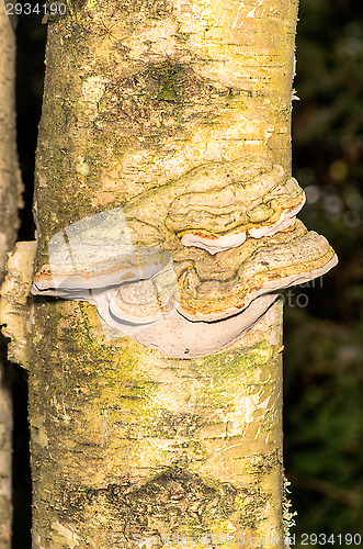 Image of Polypore