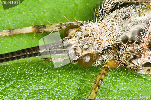 Image of Insect