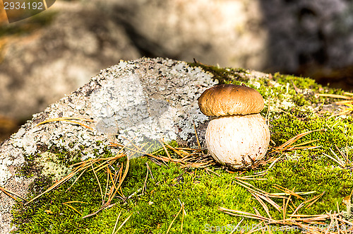 Image of Mushroom